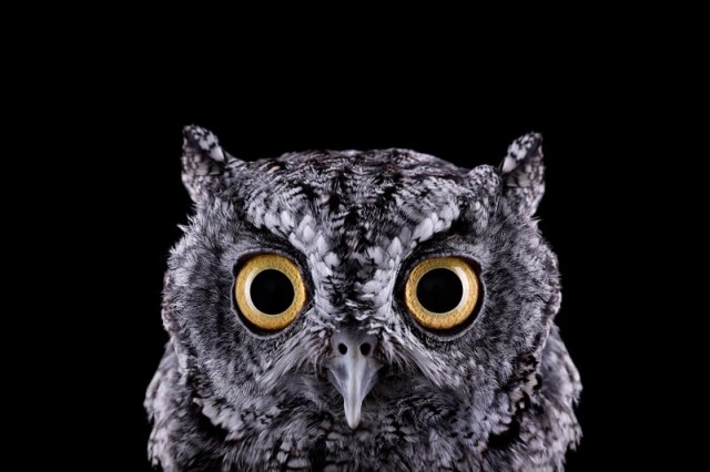 hibou