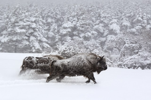 Tournage Galatée films - Les Saisons - Réalisation Jacques PERRIN et Jacques CLUZAUD. Séquence Bisons sous la neige - Haut Thorenc